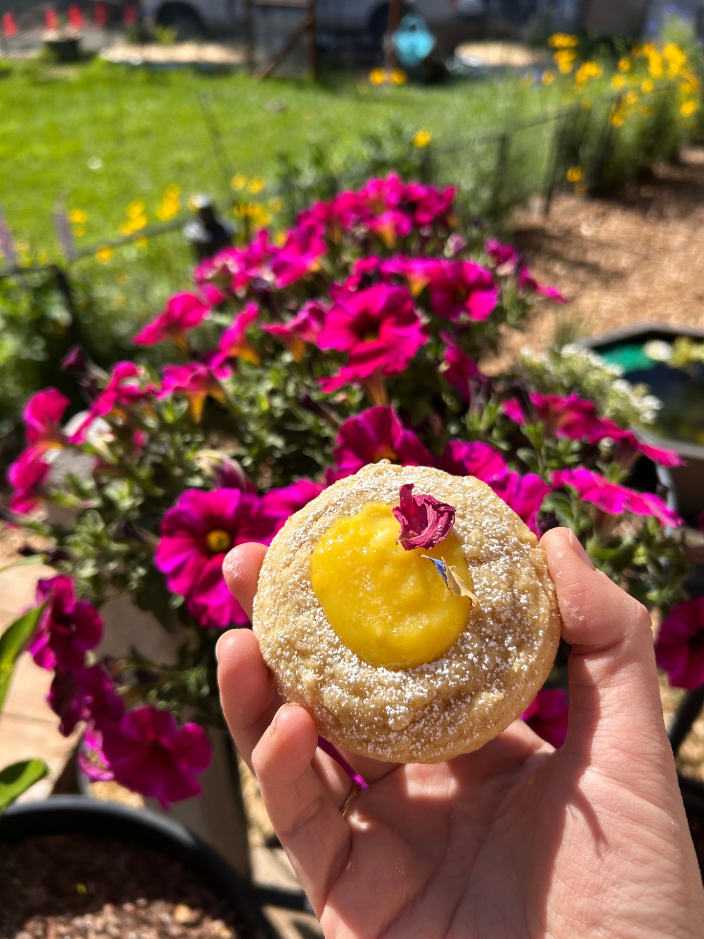 A sunlit lemon curd thumbprint cookie dusted with powdered sugar, in front of pink petunias in our garden