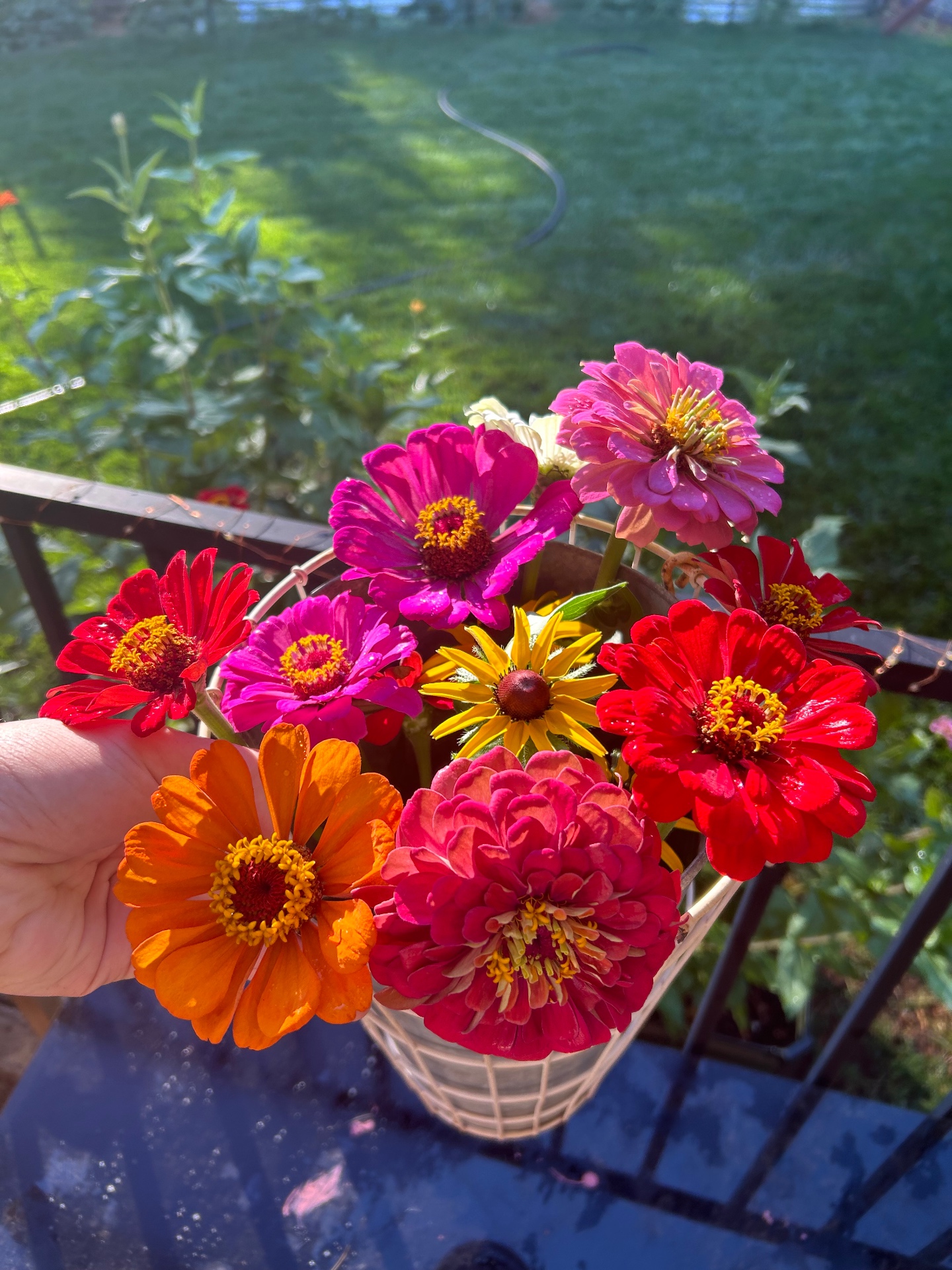A small basket of freshly cut zinnias glowing in morning light